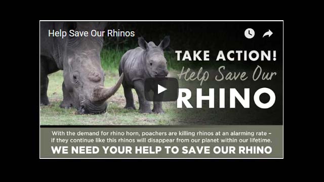 Help Save Our Rhinos!